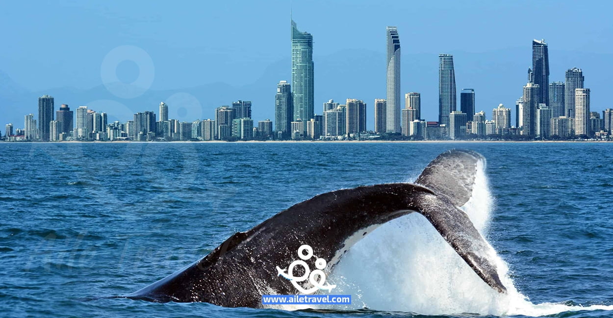 الحيتان في استراليا الحائط المرجاني