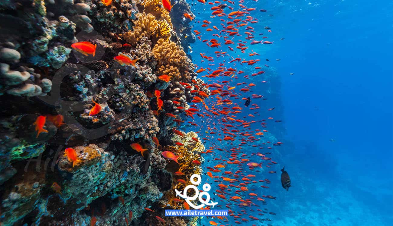 الغوص في شرم الشيخ حيد مرجاني