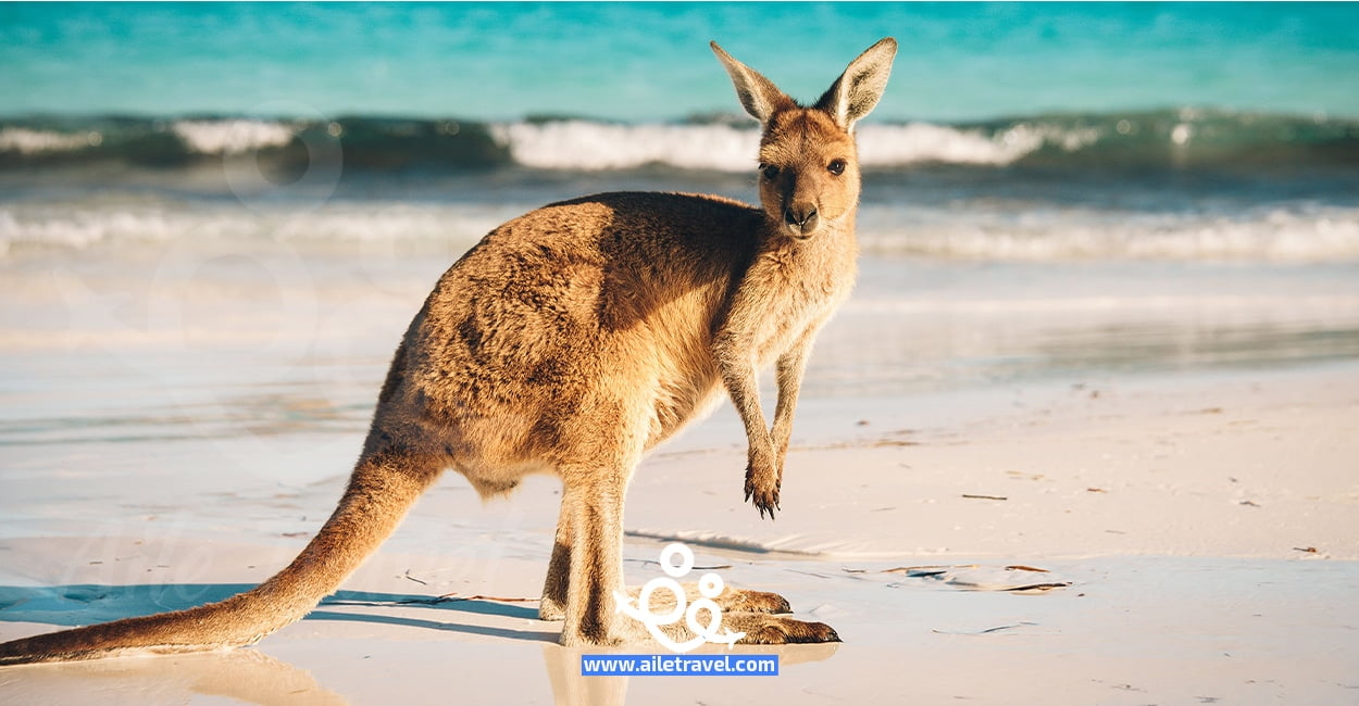الكنغر في استراليا